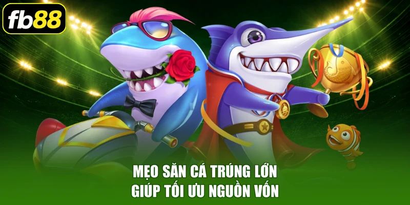 Mẹo săn cá trúng lớn giúp tối ưu nguồn vốn